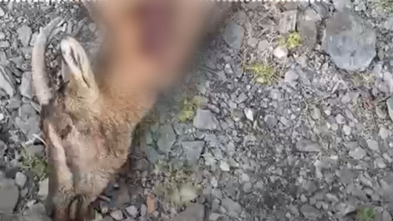 Двух краснокнижных безоаровых коз застрелили в Дагестане