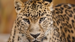 Уроженца Ставрополья подозревают в попытке отравить леопарда в зоопарке Москвы