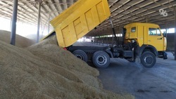 Урожайность зерна на Ставрополье выросла на четыре процента