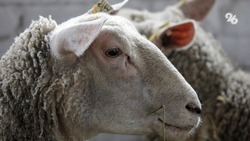 Более полумиллиарда рублей господдержки направили на развитие овцеводства на Ставрополье