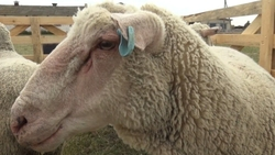 На Ставрополье учёные работают над инновационным методом селекции овец