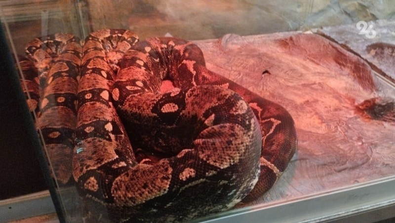 Дагестанец, убивший редкую змею, может попасть под статью о браконьерстве