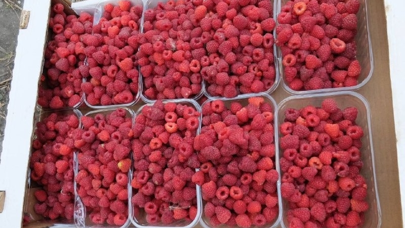 Аграрии на Ставрополье собрали 27 тонн малины комбайном