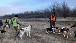Охотники на Ставрополье устроили облаву на шакалов, напугавших жителей села