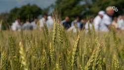 Ставропольский край стал лидером в России по объёмам агрострахования урожая-2022