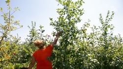 Ставропольские садоводы завершили весеннюю обрезку плодовых насаждений