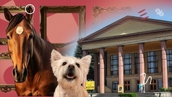 Конкур и вечеринка домашних животных: как провести выходные в Ставрополе 