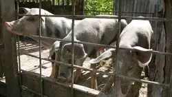 В Красногвардейском округе ввели карантин по африканской чуме свиней