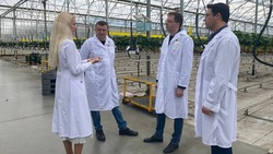 До 700 тонн клубники ежегодно выращивают в круглогодичной теплице на Ставрополье