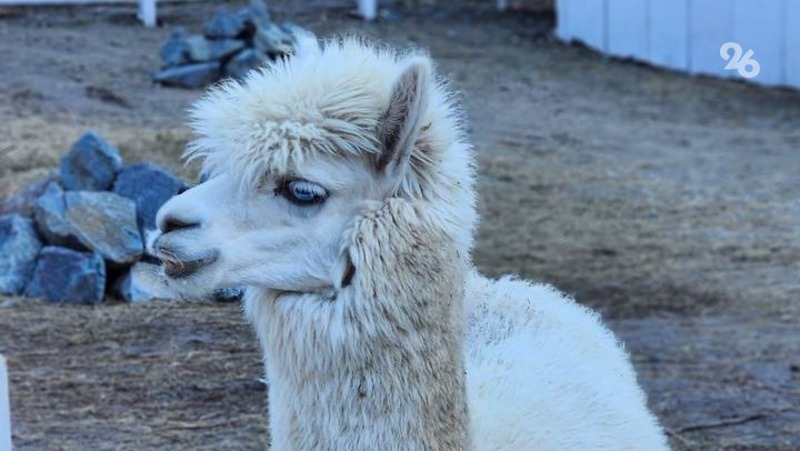 Ставропольский заводчик: Ветеринарам не хватает опыта работы с альпаками