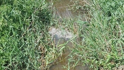 В Минераловодском округе из-за выбросов в реку Куму погибла рыба