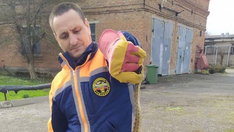 Метровую змею нашли в аптечном складе на Ставрополье 