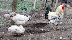 Гранты в конкурсном отборе минсельхоза Ставрополья получили пять фермеров