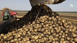 Уборка раннего картофеля началась на Ставрополье