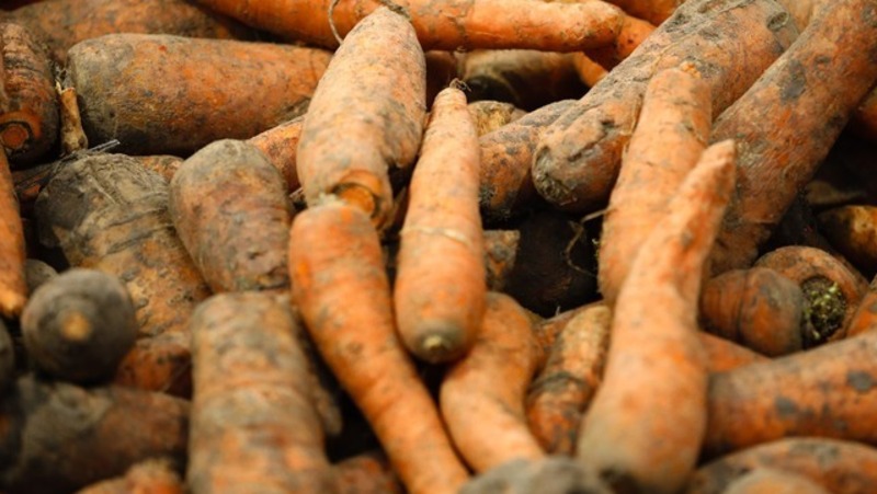 Экспорт ставропольской моркови вырос в 1,3 раза