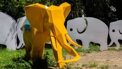 Ставропольские слоны обживают центр краевой столицы