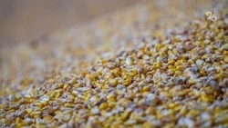 Ставропольские аграрии распродают остатки зерна с прошлого сезона