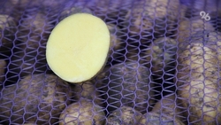 Урожайность картофеля выросла на 15% на Ставрополье 