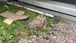 В Ессентуках неравнодушные жители спасли раненую сову