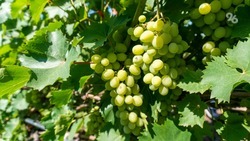 Виноград по господдержке: ставропольский фермер выращивает субсидийный кишмиш