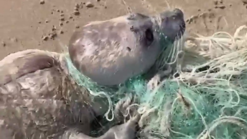 Тюленя, запутавшегося в рыболовных сетях, спасли неподалёку от Махачкалы