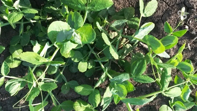 Зимующий горох отечественной селекции впервые посеют в Минераловодском округе