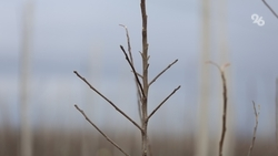 Зимнюю обрезку плодовых деревьев на Ставрополье проведут на 7,3 тыс. га