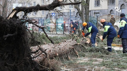 Огромное дерево раздавило «Газель» в Михайловске