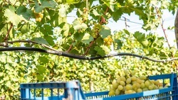 Порядка 27 тыс. тонн винограда собрали на Ставрополье 