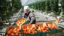На Ставрополье с начала года вырастили больше 36 тысяч тонн тепличных овощей 