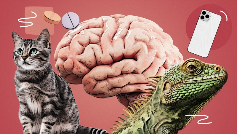 «Мозг пластичен»: ставропольский психиатр — о влиянии гаджетов, питомцев и воспитания