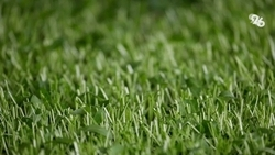 Мэрия Ставрополя призвала управляющие компании и горожан подключиться к покосу сорняков