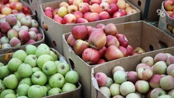 Яблоки нового урожая можно будет купить на ярмарках в Ставрополе