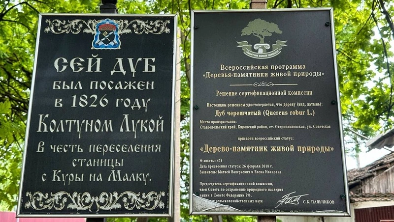 Пешеходную зону благоустроят вокруг дуба-памятника в Кировском округе