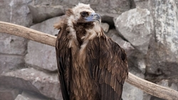 Редких чёрных грифов заметили автолюбители в Предгорном округе 