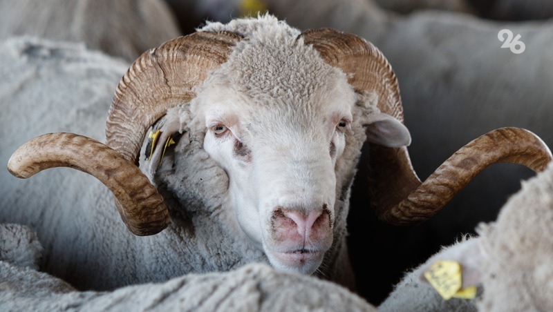 Около сотни овец погибло под поездом в Дагестане