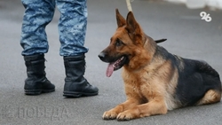 Сообщения о минировании 14 школ в Кисловодске не подтвердились