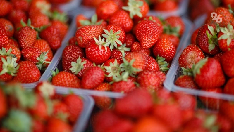 Более 80 тонн клубники из Предгорного округа поступило на прилавки к 8 Марта