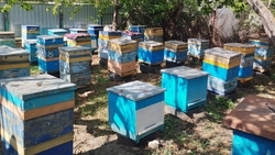 Новые ульи купил по соцконтракту пчеловод из Изобильненского округа