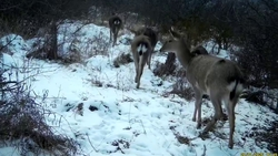 В фотоловушку охраняемой территории Старополья попали пятнистые олени