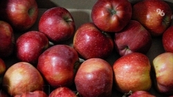 Фестиваль в честь Яблочного спаса пройдёт в Георгиевском округе 16 августа