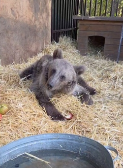 На Ставрополье помогли сбитому в Северной Осетии медвежонку