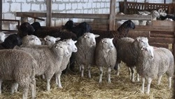 Ставрополье планирует стать одним из самых крупных производителей баранины