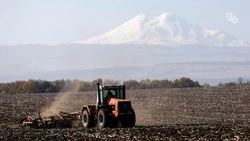 На работницу наехал трактор во время уборки в Кочубеевском округе