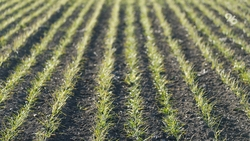  Самолёт Росгидрометцентра будет орошать ставропольские поля во избежание засухи