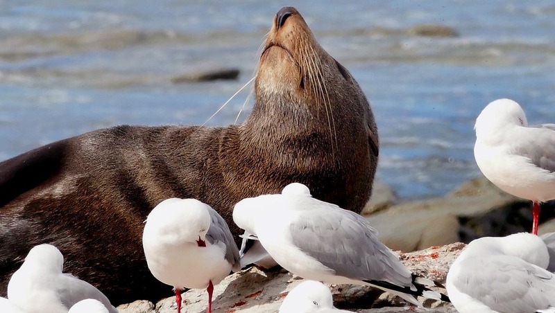 Учёные установили причины массовой гибели тюленей в Каспийском море