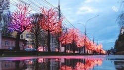 В Ставрополе возбудили уголовное дело из-за завышенной стоимости светодиодных деревьев