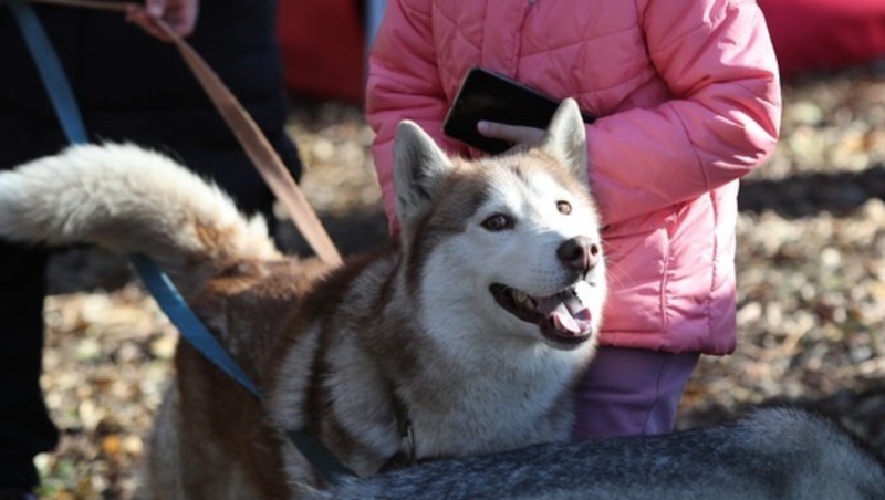 Бесплатно стерилизовать домашних собак могут жители Кисловодска 