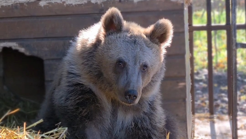 Сбитый медвежонок идёт на поправку в ставропольском центре спасения зверей