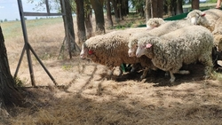 Ставропольские мериносы могут стать одним из символов края на московской выставке